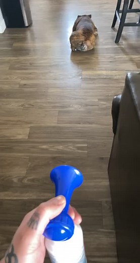 Dog Air Horn Prank Compilation