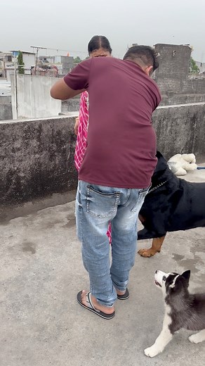 Rottweiler bruzzo protect mom 😱😍 #rottweilerthebruzzo #rottweiler #rottweilersofinstagram #rottwailerpuppy #dog #doglover #animal #viral #dogs #doglovers #doglife #pets #puppies #trending #ilovemydog #cutedogs #viralreel #funny #fbreels | Rottweiler_The_Bruzzo