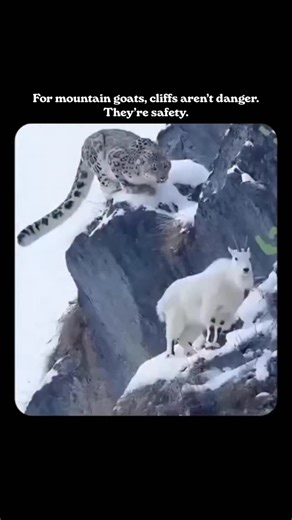 Engineering in Real Life on Instagram: "Mountain goats often escape predators, including mountain lions, by making sharp jumps across steep slopes and cliffs. Their hooves have a concave shape and a hard, almost “rubber-like” outer edge, which allows them to grip even the smallest rock ledges. In rocky terrain, this agility gives goats a clear advantage: where a predator risks slipping and falling, they move confidently, using the terrain as natural protection."
