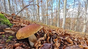 111K views · 2.4K reactions | TARDO AUTUNNO: quando iniziano a spirare correnti fredde e le faggete appenniniche iniziano a mostrarsi nella loro nuda veste invernale, ecco i "guardiani" della foresta che concludono e salutano il loro ciclo "vitale" nell'attesa delle nevicate invernali. Andar per Funghi significa anche rispettare il sottobosco e i suoi abitanti, ivi comprese tutte le specie fungine: non dimentichiamolo mai! | Nicolò Oppicelli | Facebook