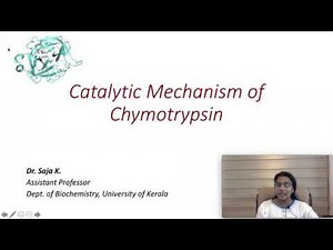 Chymotrypsin : Catalytic Mechanism of enzyme action - Biochemistry