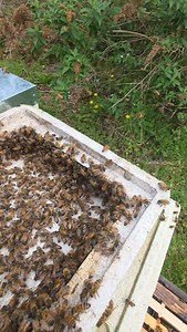 265 reactions | Spot The Queen Bee   | Black Mountain Honey | Facebook