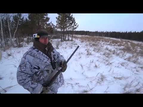 Hare Hunting with Alta. Partisan Hare. Season 2025-2026 #242.