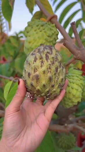 Discover the Unique Durian Fruit Experience