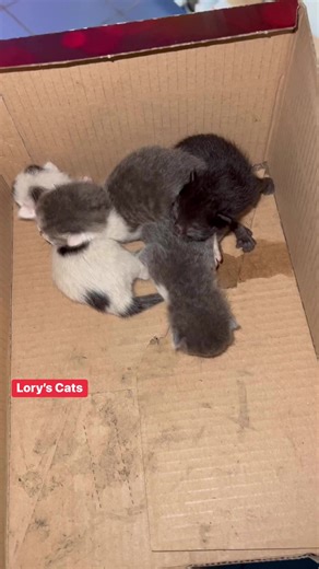 These newborn kittens were crying in a box until someone found them and changed everything🥺 #reels | Lory's Cats