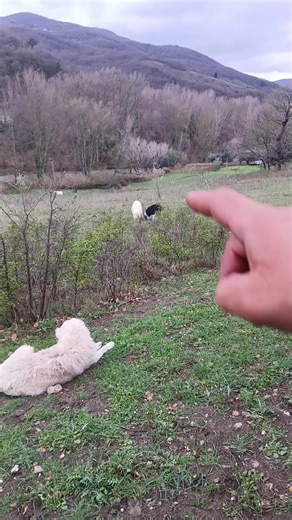 The Adorably Clever Border Collie Compilation