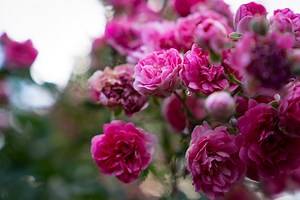 Roses : cet ingrédient de votre placard va rendre leur couleur deux fois plus éclatante