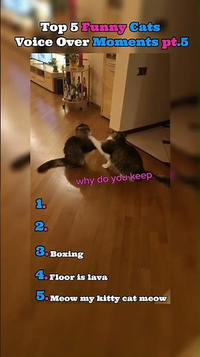 Top 5 cat funny voice over moments 🤣🤣🤣