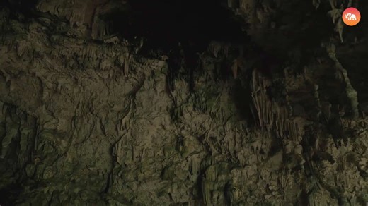 Kentucky’s Deepest Caves Hold Many Wildlife Secrets!