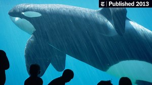 The Whale Who Would Not Be Freed