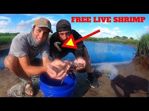 Best Way To Catch Shrimp [Cast Netting]: How To Cast Net Shrimp - An Easy Way To Catch Shrimp | SFSC