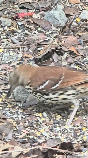 The Only Channel Showing Brown Thrashers Like THIS 👀