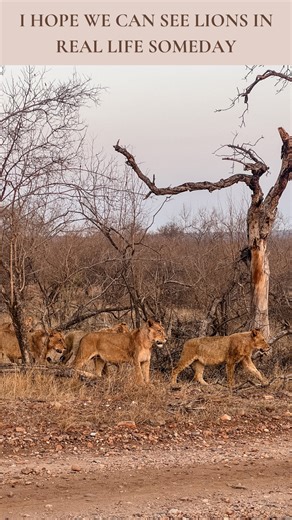 Mia & Lev | Curated Travel Destination Guides on Instagram: "Bucket list moment unlocked: seeing lions in the wild 🦁👇 From the first paw stepping out of the grass to the way they moved as a pride… everything about that morning felt surreal. No fences, no cages, no glass… just real wildlife in real nature. South Africa officially ruined us for every zoo forever. And we’re so FREAKING happy about it! FOLLOW @thenomadalmanac for adventure couple travels that blend comfort, culture, and the outdoo