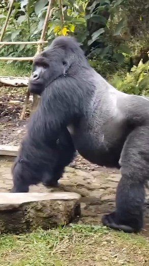 59 reactions |  Exceptional 5-Day Rwanda Gorilla Trekking Safari...