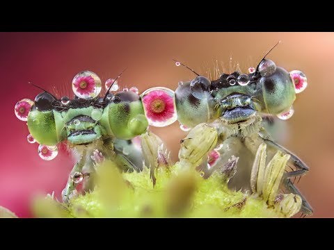 A Closer Look at Nature with Macro Photographer Alberto Panizza