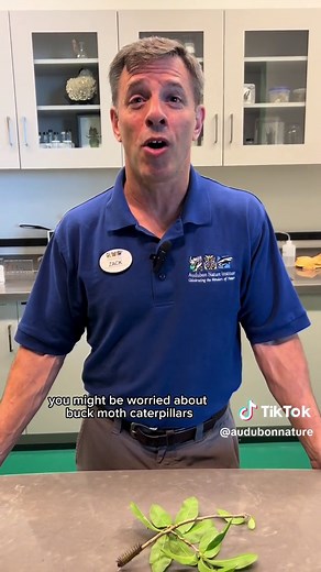 Caterpillars in New Orleans: What You Need to Know