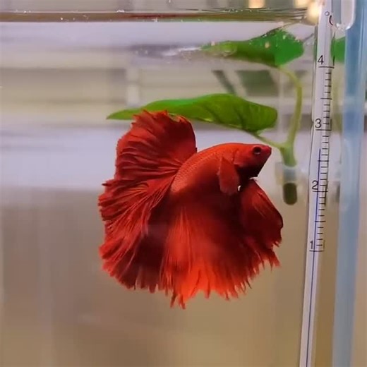 Raj view on Instagram: "🐠 Baroda Fish Aquarium – Red Betta Fish (Fighter Fish) for Sale 🐠 ✨ Stunning & Healthy Red Betta (Fighter Fish) available! ✅ Bright red color, long flowing fins ✅ Famous for unique beauty & fighting spirit ✅ Perfect centerpiece fish for bowls & aquariums ✅ Easy to care, beginner-friendly ⚡ Limited Stock – Order Fast! ⚡ 📏 Size: 2 – 3.5 inch 🌊 Best kept solo or in divided tanks 🎨 Looks amazing with planted aquariums 📍 Baroda Fish Aquarium – Vadodara 📞 Contact: DM 👉
