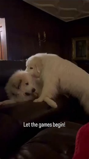 3.4K views · 924 reactions | Rosie really wants Deacon's bone!!...