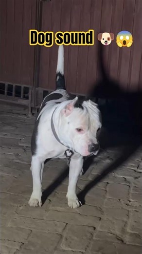 dog sound 🐶😱Real Aggressive Dog Barking | Scary Dog Sound Warning!