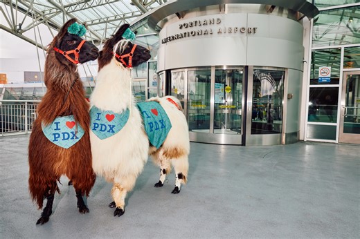 These therapy llamas at Portland airport are going viral