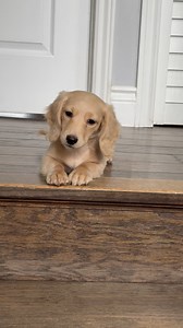 17 reactions · 5 comments | Peach is mighty angry that everyone went down without her and she’s telling the stairs that she’s not at all scared of them #babyattitude #dachshund #dachshundsofinstagram #miniaturedachshund #puppy #puppies #dachshundpuppies #englishcreamdachshund | Pioneer Dachshunds | Facebook