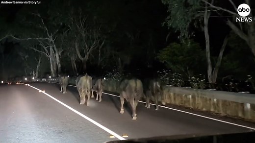 30K views · 700 reactions | 'Someone left the gate open': A motorist in Australia found himself with big overtake to make, as he came across a heard of over 100 escaped cows running down a road. https://abcnews.visitlink.me/ebnWs3 | ABC News | Facebook