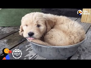 Puppies Learning How To Dog | The Dodo Best Of