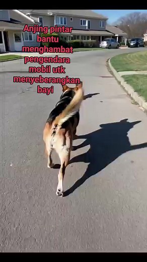 #fbpro-fyp #ikuti#interaksi #butuhbintang#jangkauan luas #anjingbaik #monetisasi | Arden Sihombing