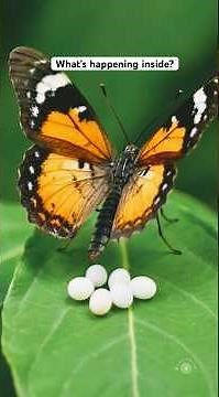What happens inside a caterpillar before it becomes a butterfly? 😳