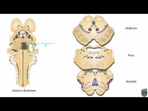 AXON: Trigeminothalamic Pathway (Fine Tactile Sensation) from Face (8 of 9)