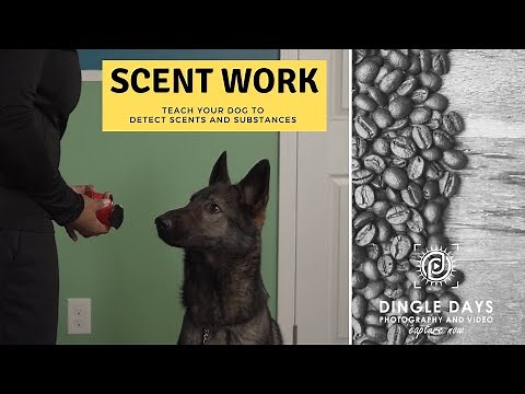 How to Train Your Dog for AKC Scent Work (K9 Nose Work)
