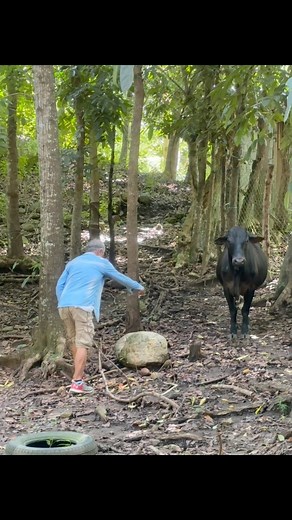 Raised on the Ranch. Built on Samson’s Legacy, The OG Ranchero of Kalinga 🐄 -by Haiven Liaban | Haidee Mae Liaban