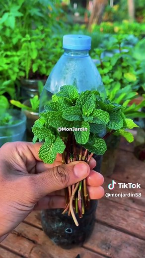 Cultiver la menthe : guide de jardinage