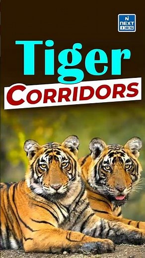 Tigers Corridor | Daily News Analysis | DNA Short | NEXT IAS #tiger