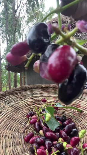 What do you call Jambula in English #AketchJoyWinnie | english conversation