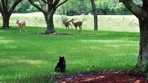 Funniest Animal Bloopers, Fails & Outtakes Compilation January 2017 | Funny Pet Videos