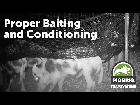 Proper Baiting and Conditioning | Pig Brig Trap Systems