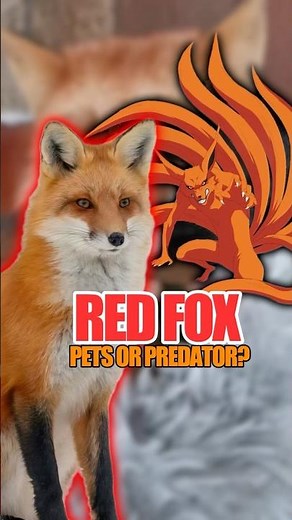 Red Fox as a Pet? 🦊 Cute but Dangerous Truth Revealed! #shorts #redfoxes