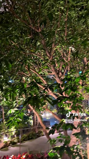 宮崎の新しいスターバックス体験