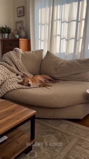 Funny Chihuahua and Pitbull: 'Patty Was Geological' Burger Moment