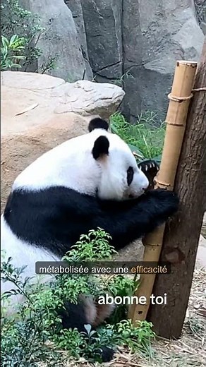 L'énigme du panda géant