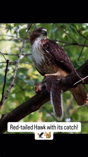 A Red-tailed Hawk and its hard-earned meal. 🐿️🦅 #Wildlife #BirdOfPrey #RedTailedHawk #Nature