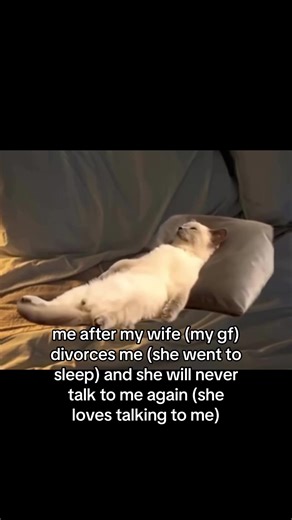 Heartbreaking Moments with a Sad Cat