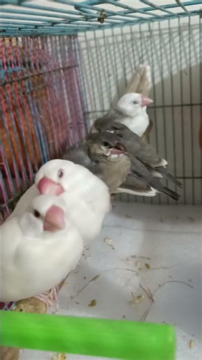 true love 😘💘 my JAVA Sparrow 🐦‍⬛🐦🥰🥰🐦 #javasparrow #javaee #javabird #birds #birdwings