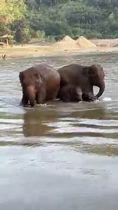 298K views · 10K reactions | Happy family at ENP. | Elephant Nature Park | Facebook