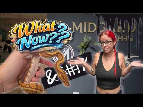THIS is why your ball python business is stalled!