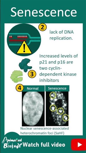 Senescence and aging | 1 min devbio
