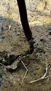 Eel vs snake #fishing #feeding #eel | RizkiArt