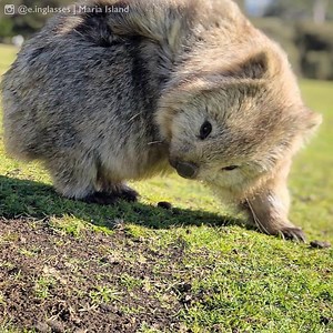 Tassie's animals are my favourite! 😍 | Discover Tasmania