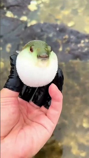 This fish INFLATES like a BALLOON! 😱🎈 #newmusic #springonyoutube